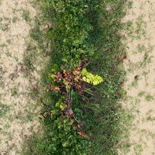 Zoom sur un cep vu du drone