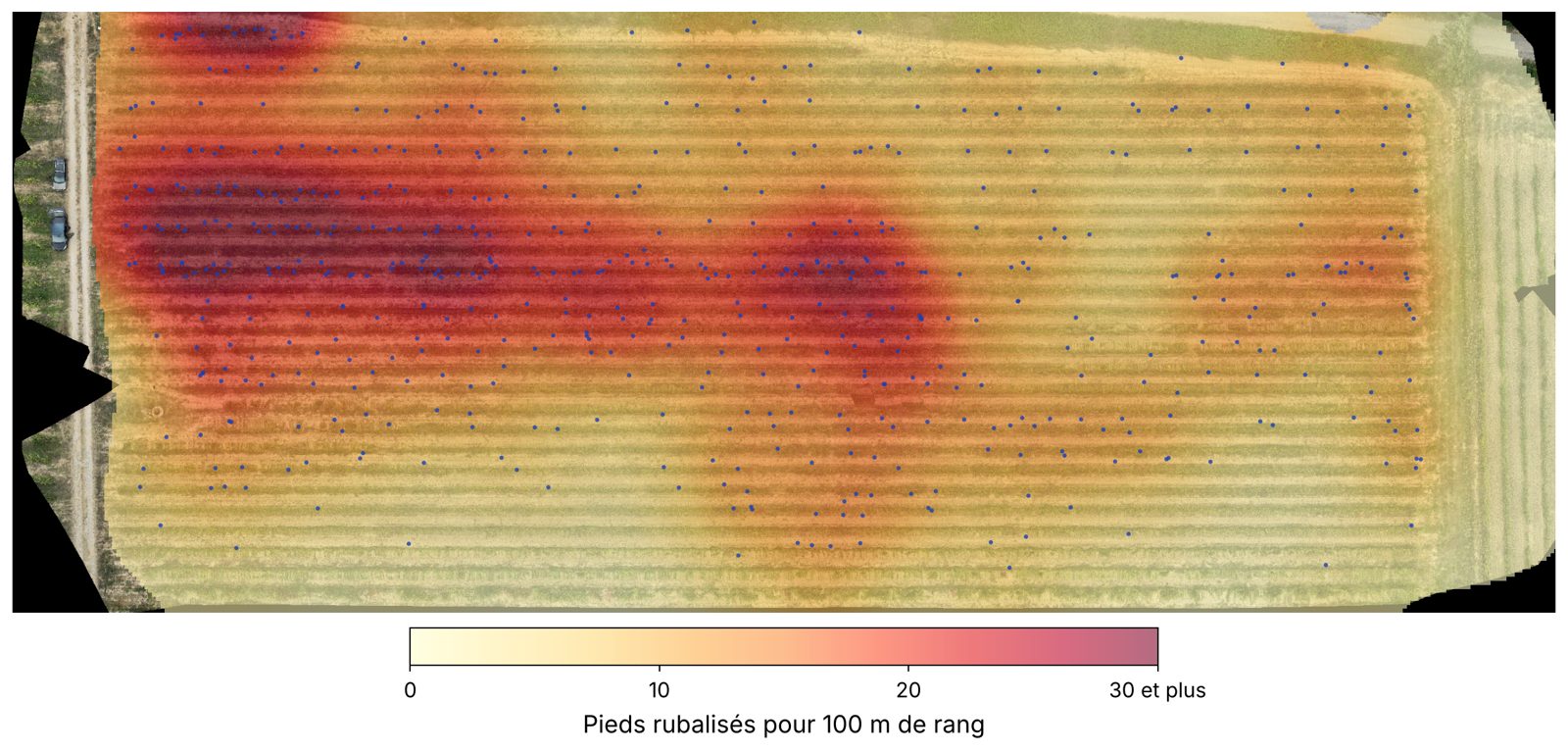 Carte de densité des ceps atteints de flavescence dorée sur une parcelle de Marselan