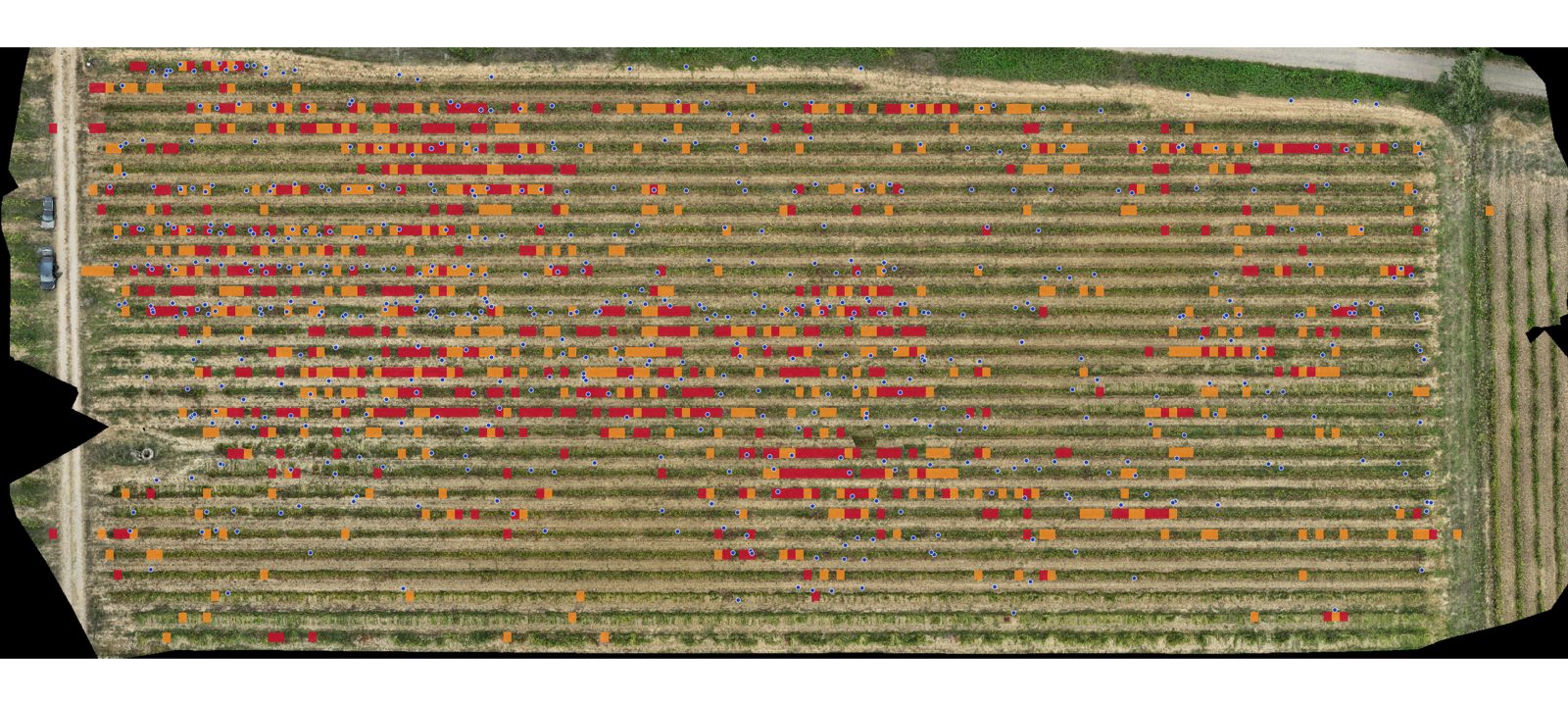 Portions de rang les plus rougies, désignées par le drone